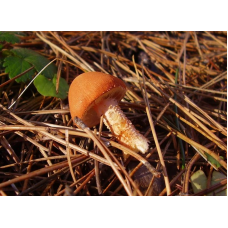Мицелий Гриба-зонтика красного (Cystodermella cinnabarina)